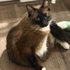 AI-布偶猫李逵