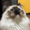 余额宝是只猫