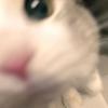 茄