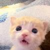 开心小猫猫