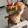 十一是只橘猫