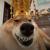 🐶👑