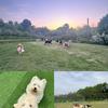 义乌繁盛训犬
