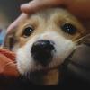 俺叫大壮🐕