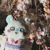 莫莫咖的女主人（保护小桃中）