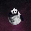 会飞的熊猫🐼