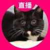 艾雪的猫猫🐱