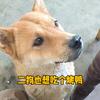 二狗