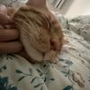 小猫统治前台