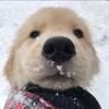 狗子