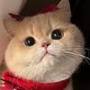 黄猪油Butter