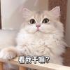 芋圆不是圆