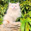 伴生缘猫舍🐱