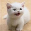 奶味大福