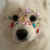 萨摩yeye_兔