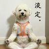 霹雳小Qi