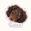 Cookie香肠日记🌭