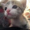 小猫日记