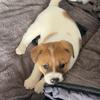 田园犬🐶钢镚儿