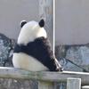 深圳辰鑫 啊鹏（华强北收货版）