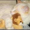 小鱼鱼鱼鱼干🦁🐱