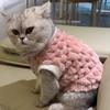 欣欣是只猫