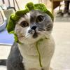 团团猫队长