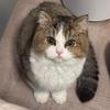 元元是只小猫咪