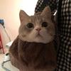 三分小甜