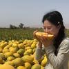 西域蜜瓜“新疆吐鲁番助农直播”