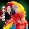 山东大圣鹦鹉小助理
