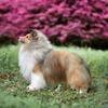 百宝箱喜乐蒂犬舍