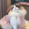 布偶猫小主