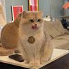 大大大金猪