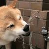 秋风徐徐.