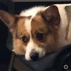 Jerry养了只小短腿