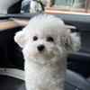 小陈养比熊