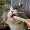 韩小寒的猫🐱