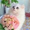 茉莉🐾是只咪🍃