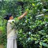 早白巅荒野茶