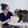 猫灯灯养好猫💡