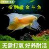 喜鱼儿
