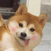葛豆瓜