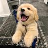 阿莉养狗狗
