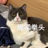 两只猫咪🐱