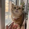 丫头是只猫