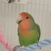 戏精鹦鹉🦜