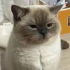 CatGPT