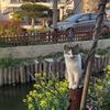 70后陈陈的猫咪日记