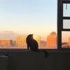 猫影说片